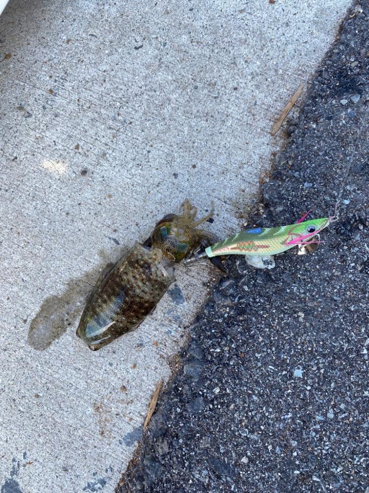 姫路離島エギング