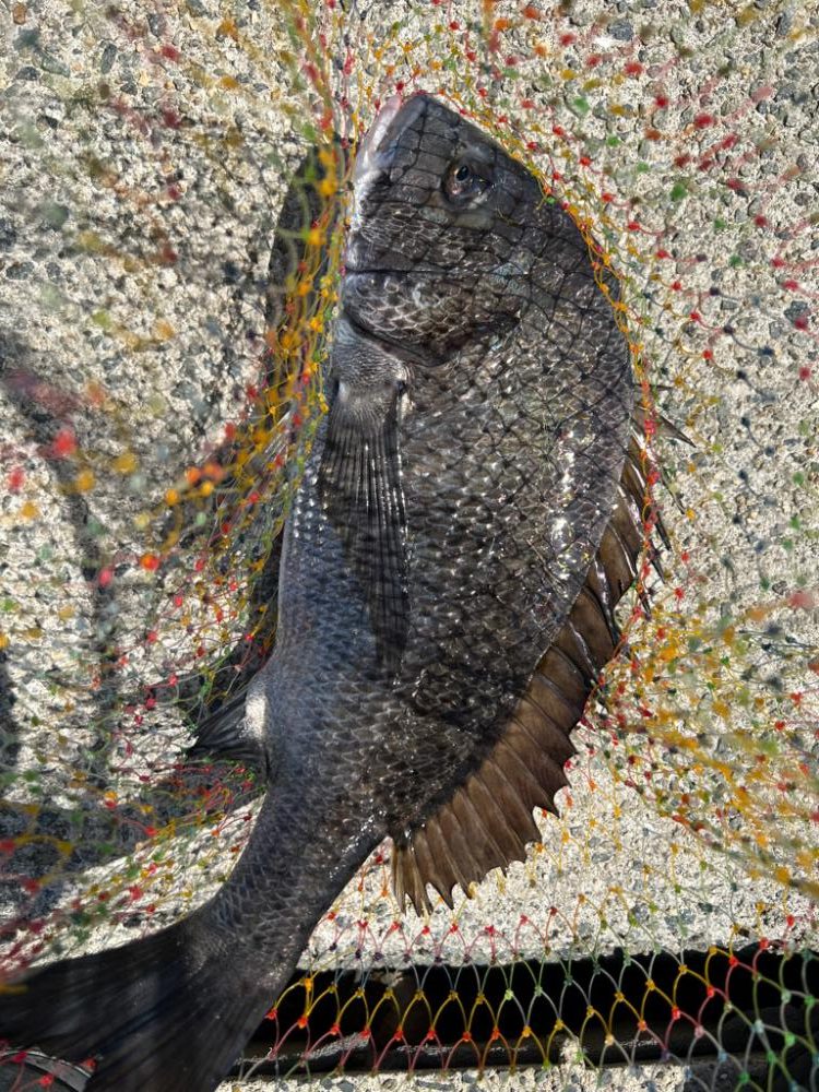 そろそろフカセ釣り始動