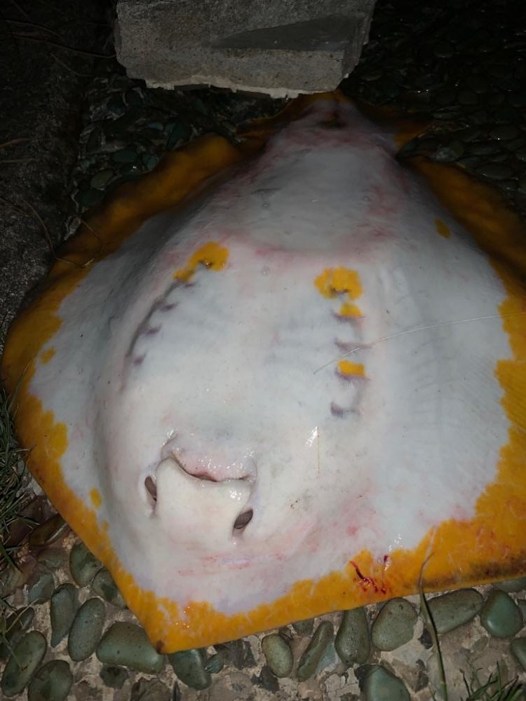 シーバス釣りたい•••