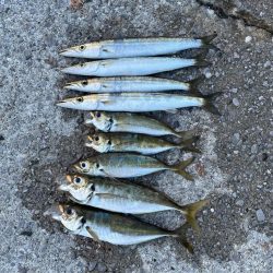 アジ後、カマス祭り