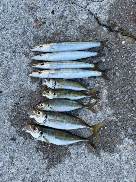 アジ後、カマス祭り