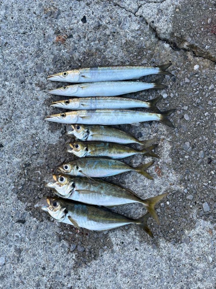 アジ後、カマス祭り