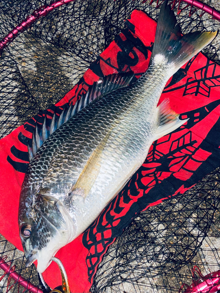 ヘチってきました