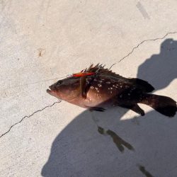 日中で渋いがようやく