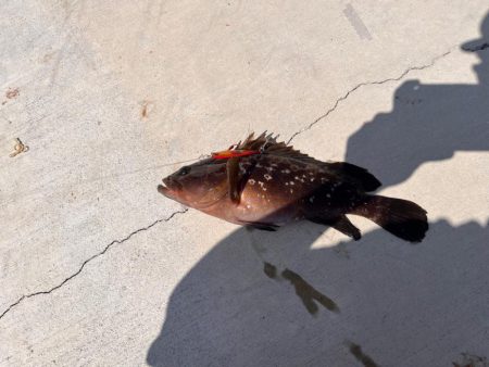 日中で渋いがようやく