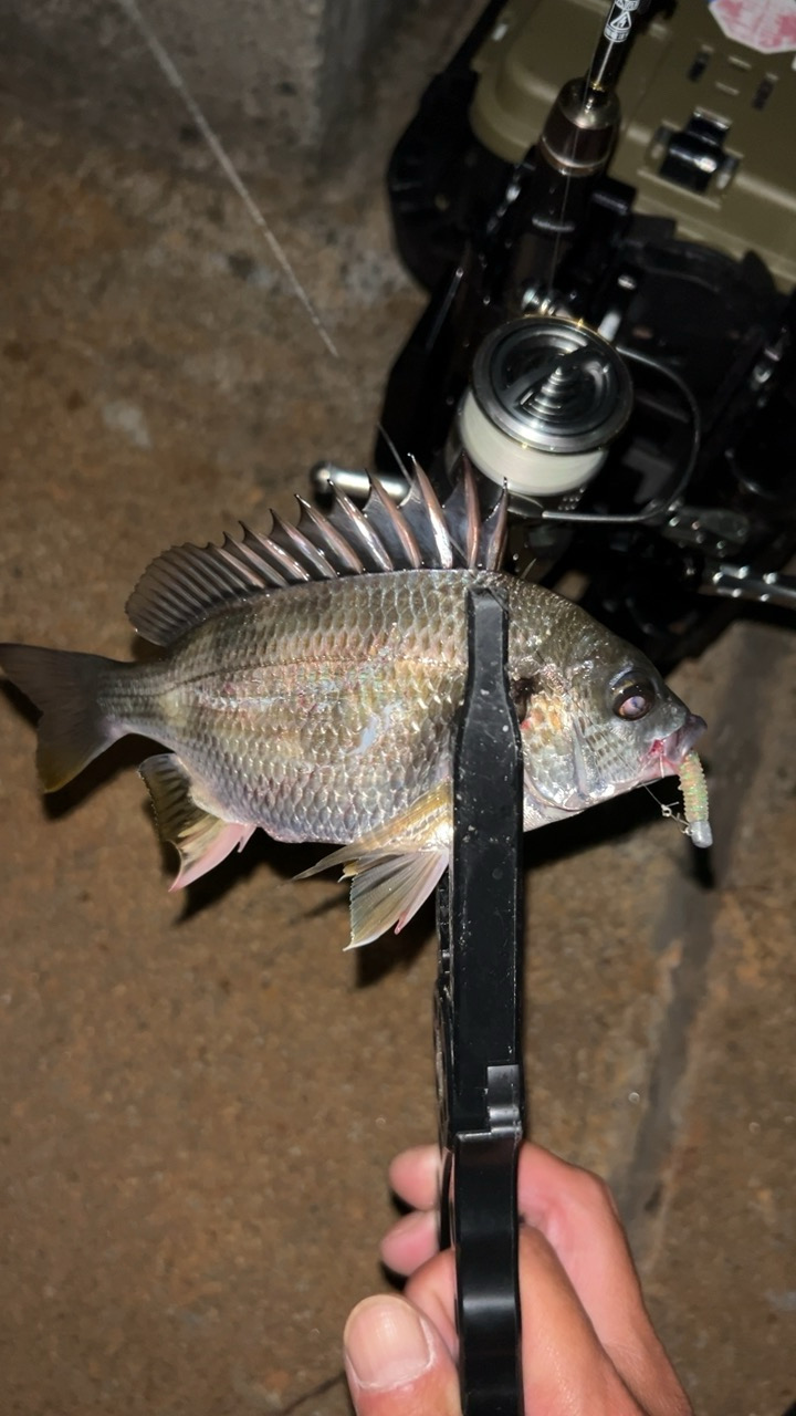 アジング五目釣り♪