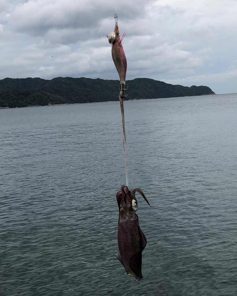 ナイトエギング