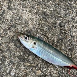 なんでも釣れるジグサビキ