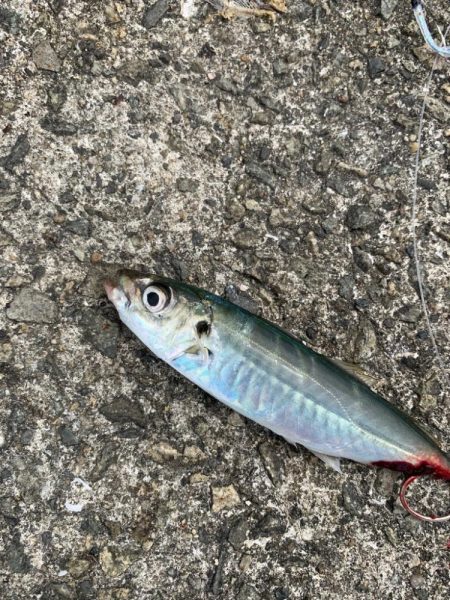 なんでも釣れるジグサビキ