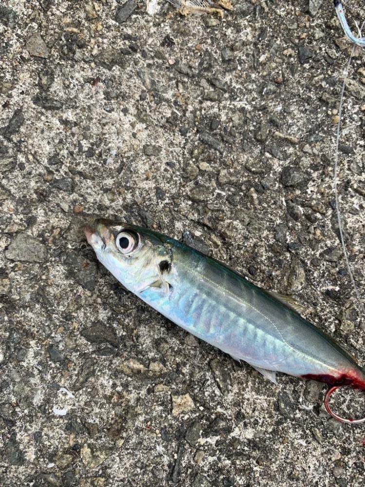 なんでも釣れるジグサビキ