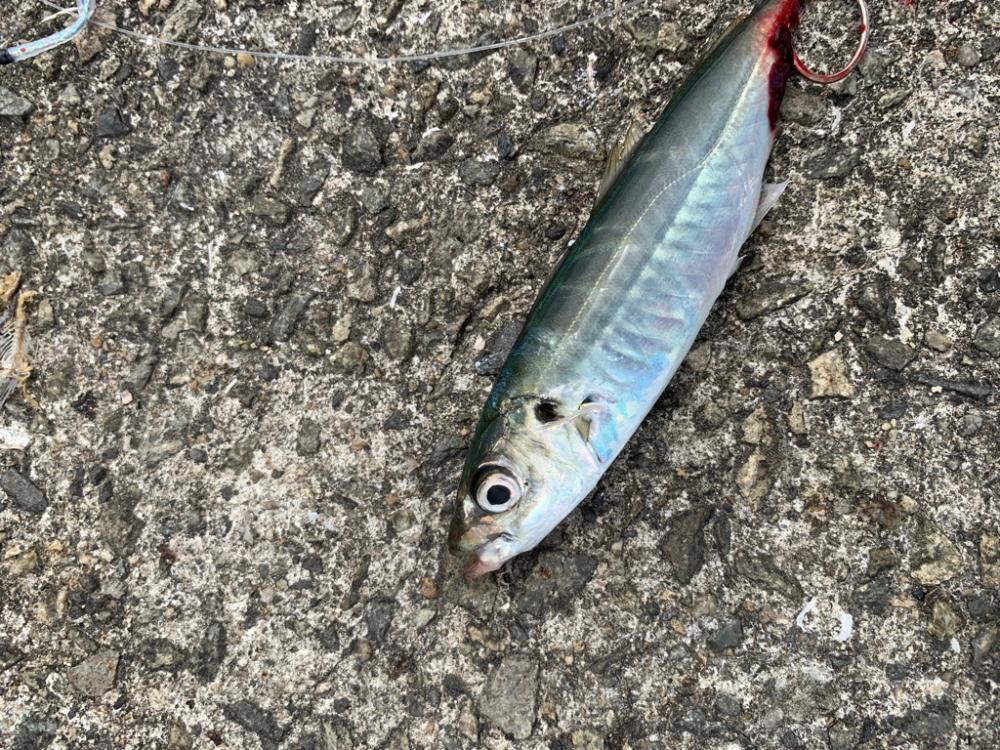 なんでも釣れるジグサビキ