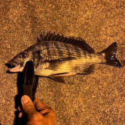 アジングスタート❗️