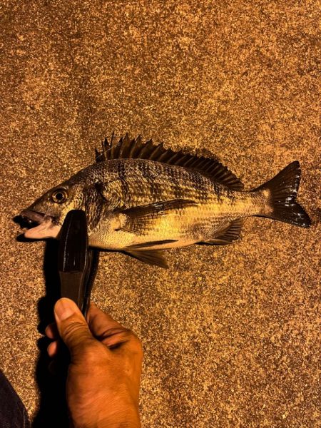 アジングスタート❗️