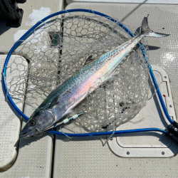 サワラ/ブレードジギング&タチウオ/タチウオジギング