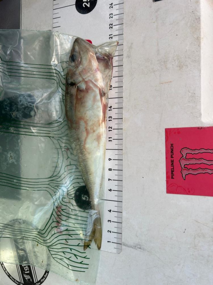 今日は違うエリアで朝マズメのアジング