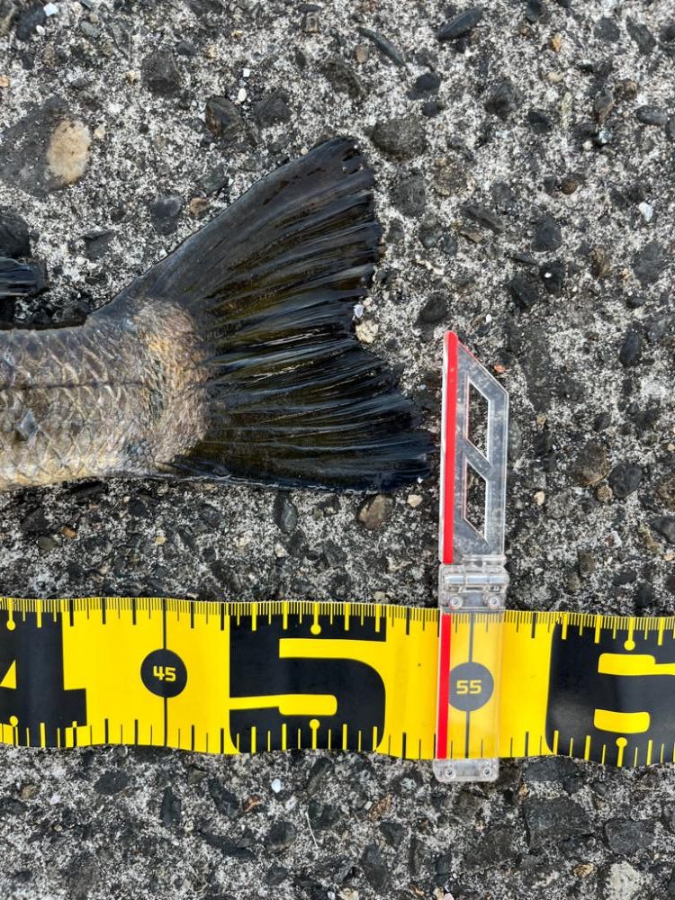 イベント追い込み