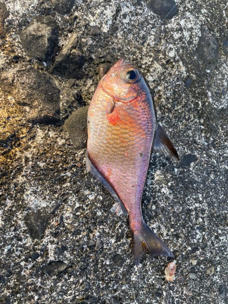 仲間と五目釣り