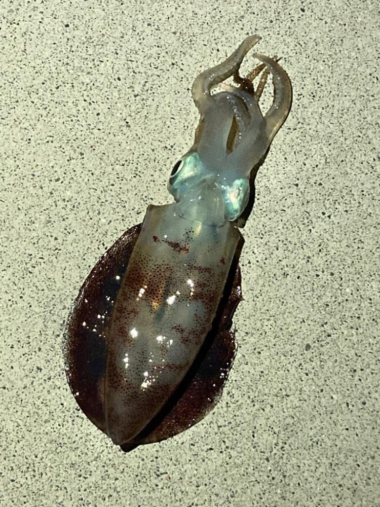 初アオリイカです