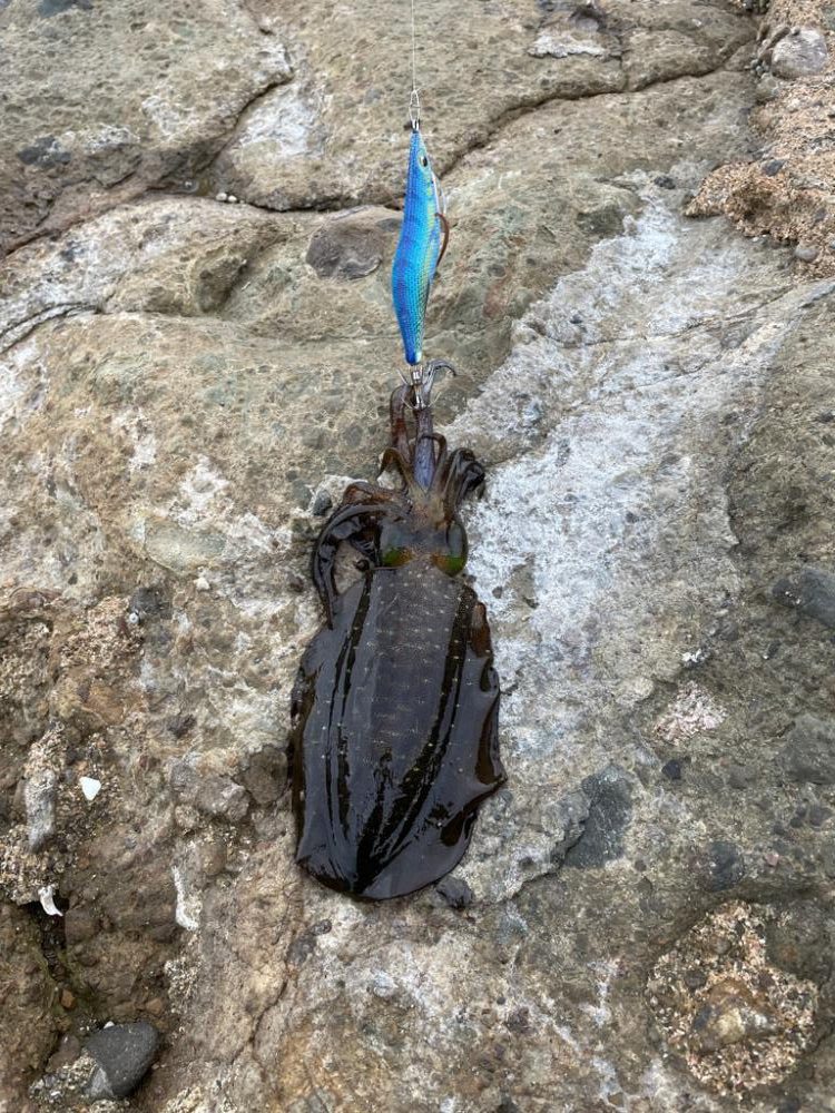 秋イカ開幕。好調スタート!