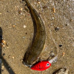 やっぱりハゼクラ！