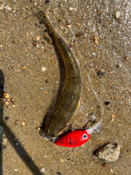 やっぱりハゼクラ！