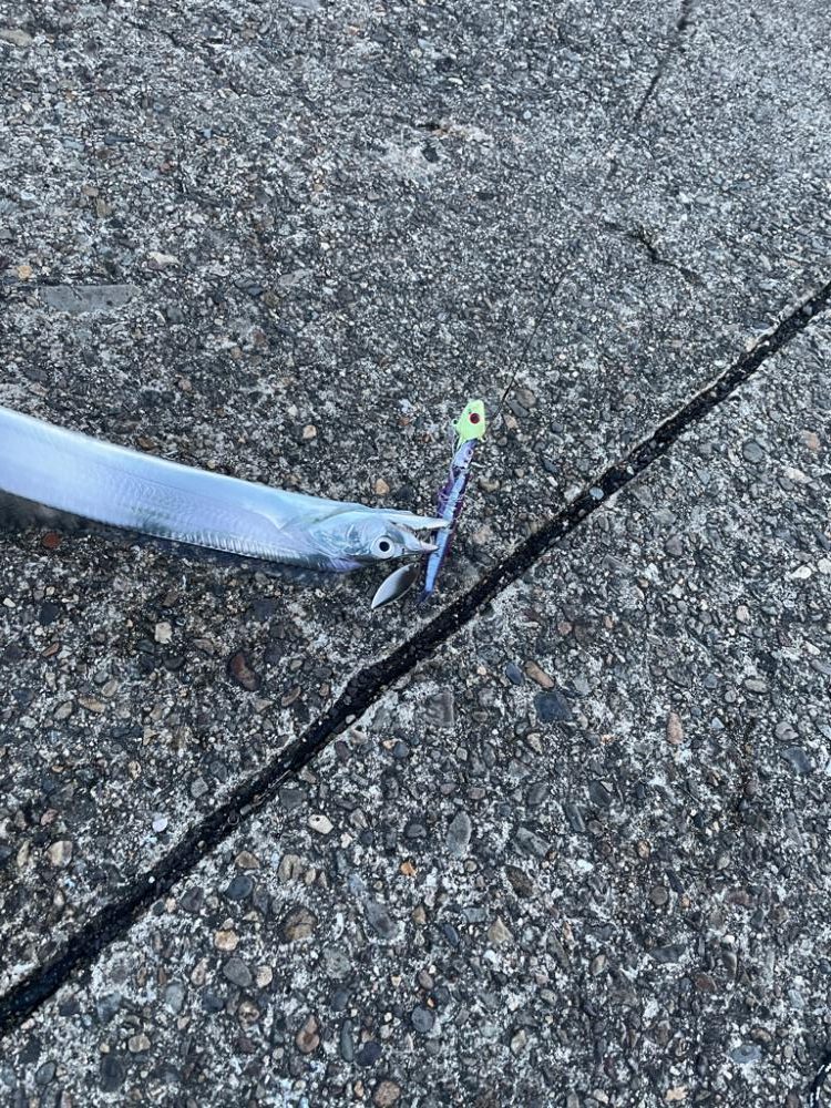 早朝太刀魚釣り