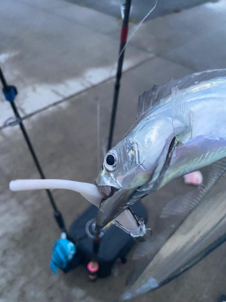 太刀魚シーズン突入！