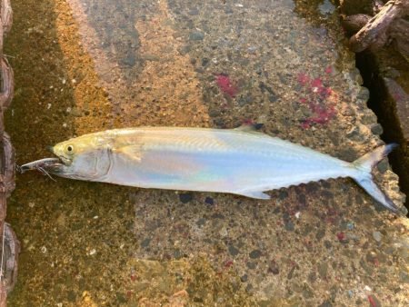 おかえりサゴシにゃーん！