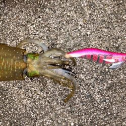 満月大潮エギング