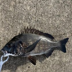 満潮まえの上潮で爆釣！