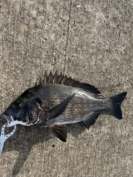 満潮まえの上潮で爆釣！