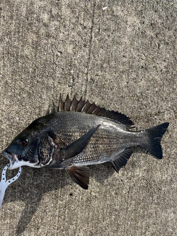 満潮まえの上潮で爆釣!