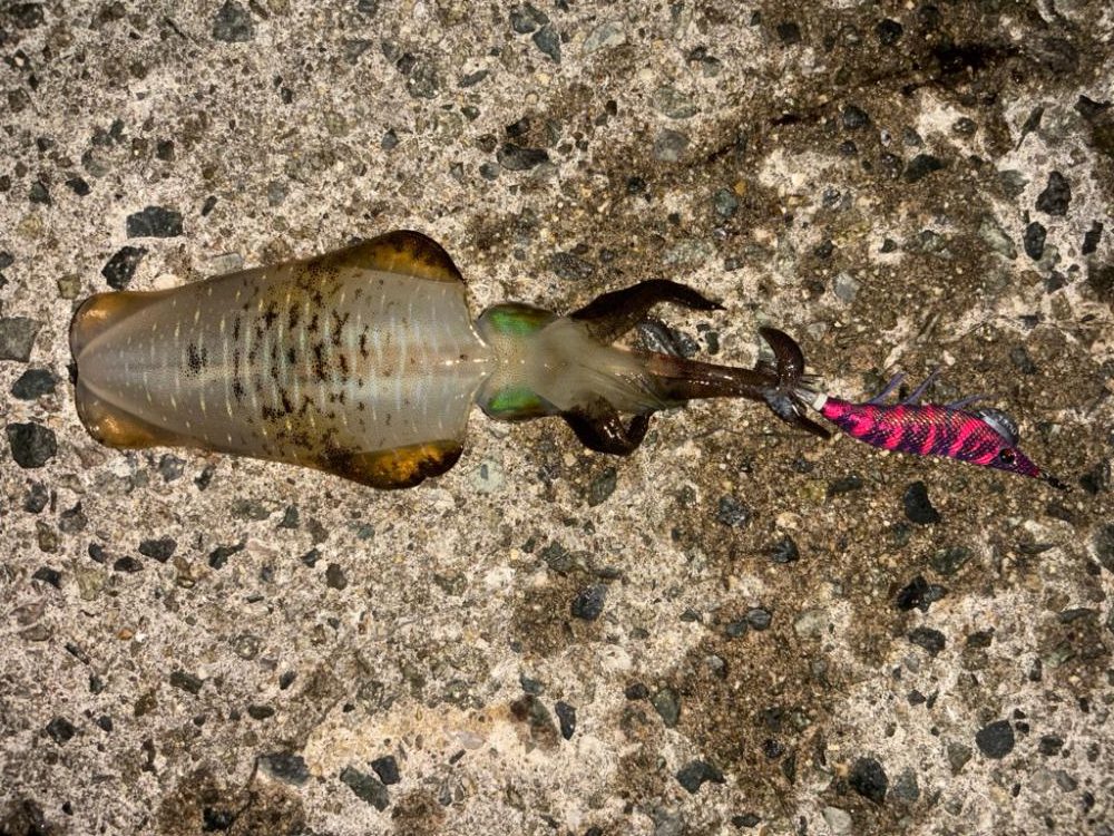 やっとキープサイズが釣れました