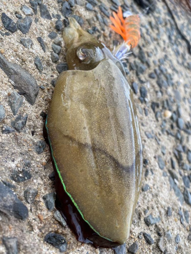 コウイカ新子入れ食い