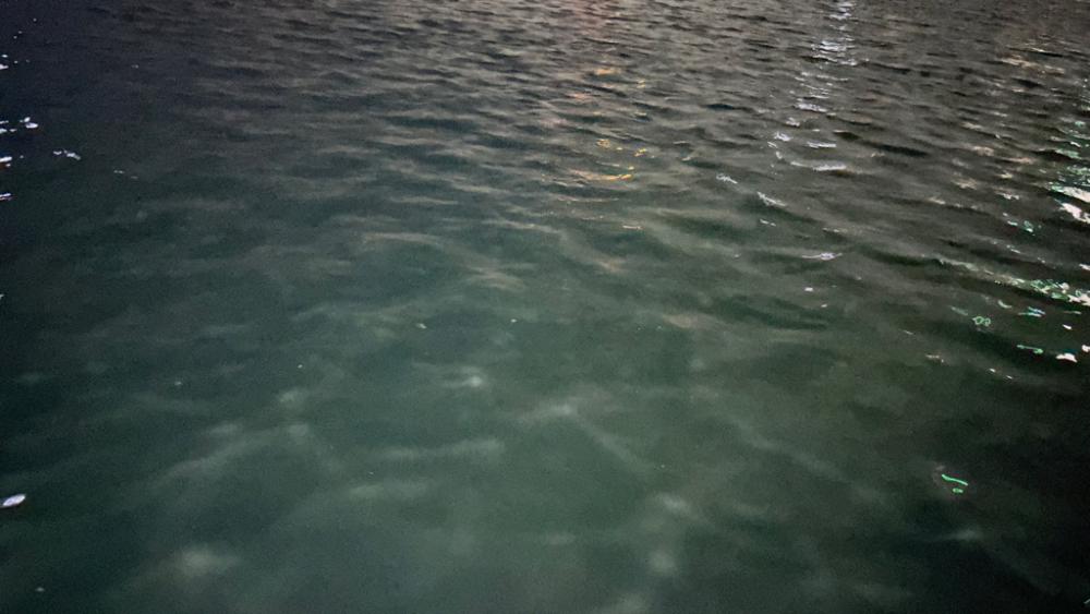 豆アジ今日はいい感じ