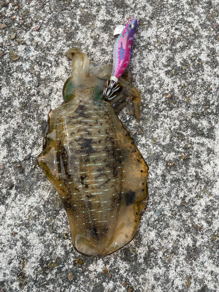 2023 佐渡ヶ島エギング 8回目【9月11日】