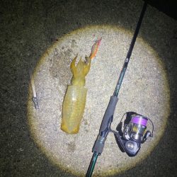 大阪エギング　入れ食い