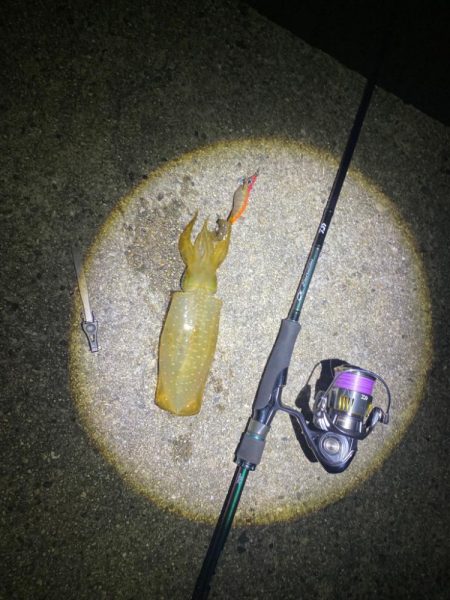 大阪エギング　入れ食い