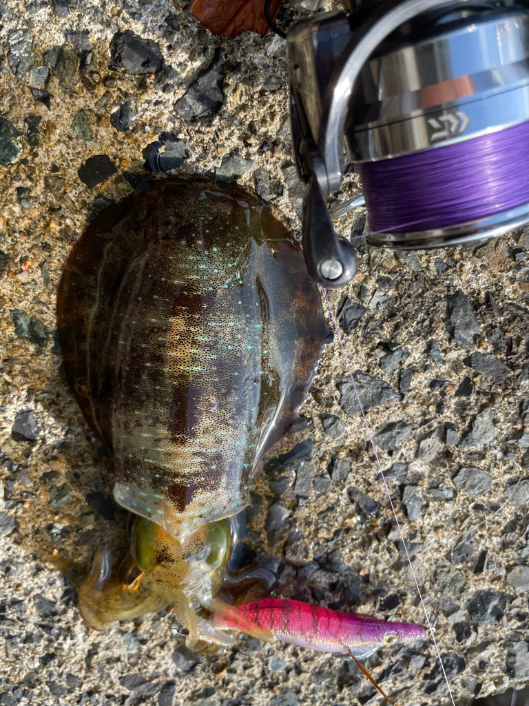 土日のリベンジに