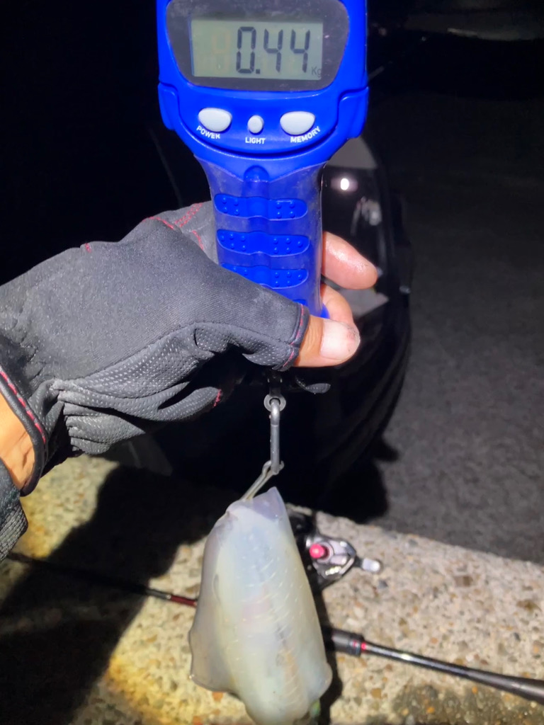 アオリイカ 成長してます(^^)