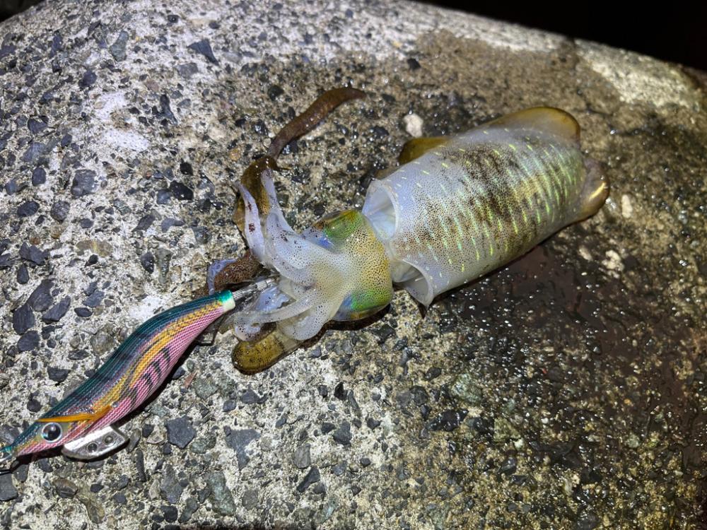 日本海エギング激渋！