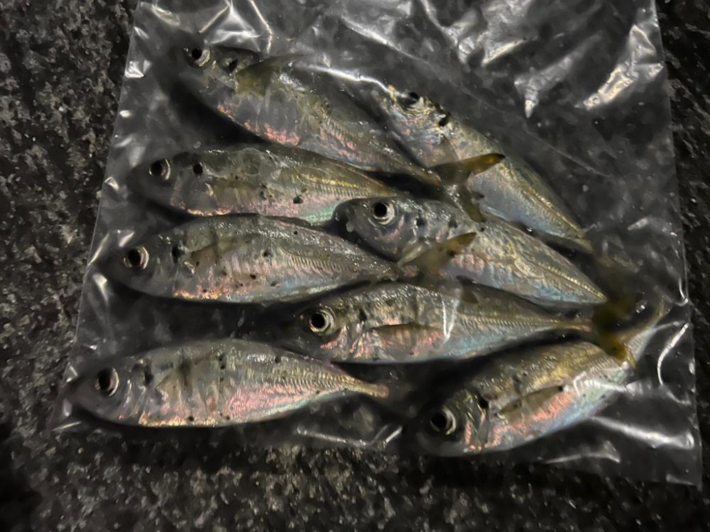 鯵を探して三千里 Vol.74