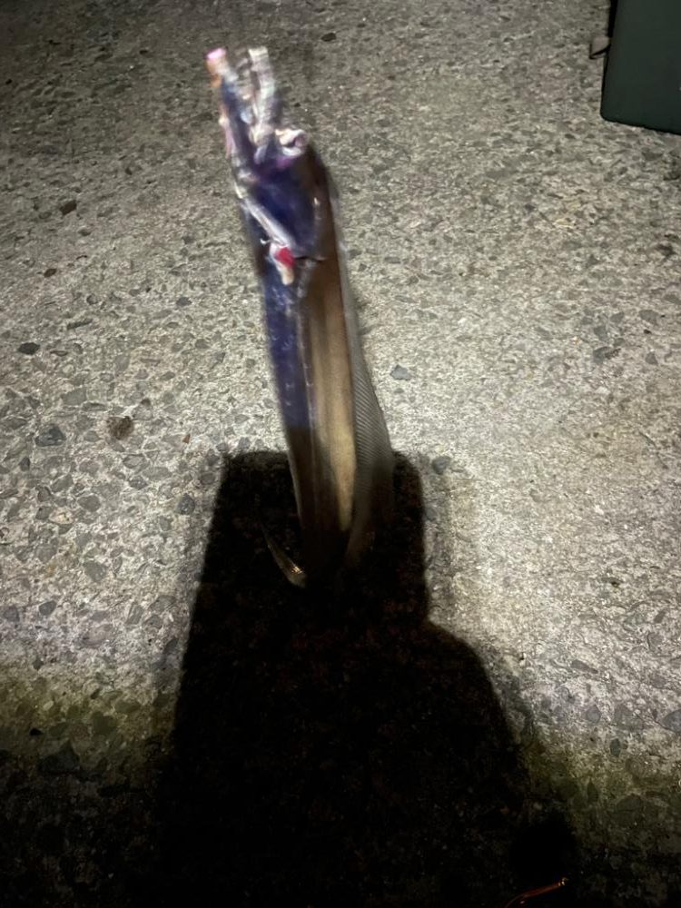 今シーズン太刀魚釣行#2