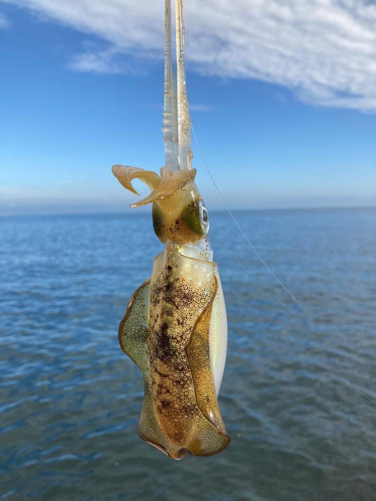 アオリのちタチ