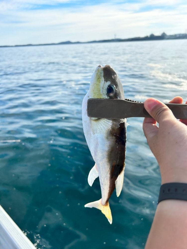 タイラバ　in 仮屋湾