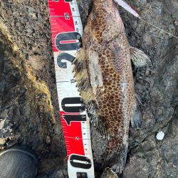 尾鷲根魚&ライトショア