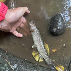 長野　イワナ