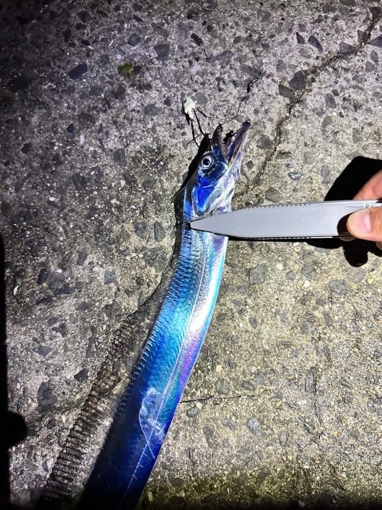 岬町タチウオゲーム