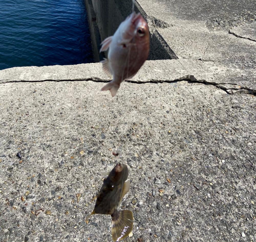 ちょい投げシロギスタの丁稚奉公