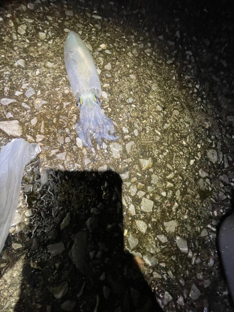 エギングはそこそこ、アジングは…